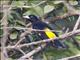 Yellow-rumped Cacique (Cacicus cela)