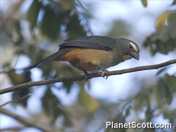 Bluish-gray Saltator (Saltator coerulescens)