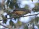 Greyish Saltator (Saltator coerulescens)