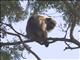 Black Howler Monkey (Alouatta caraya)