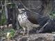 Roadside Hawk (Rupornis magnirostris) - Juvenile