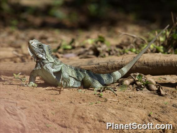 Green Iguana (Iguana iguana)