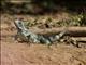 Green Iguana (Iguana iguana)