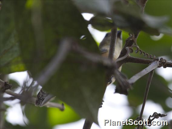 Marsh Seedeater (Sporophila palustris)