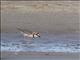 Collared Plover (Charadrius collaris)