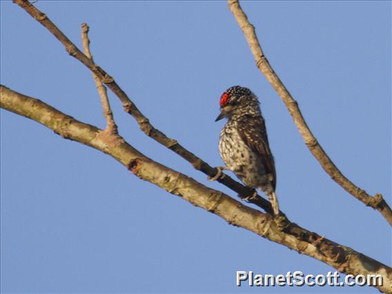 White-wedged Piculet (Picumnus albosquamatus)