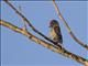 White-wedged Piculet (Picumnus albosquamatus)