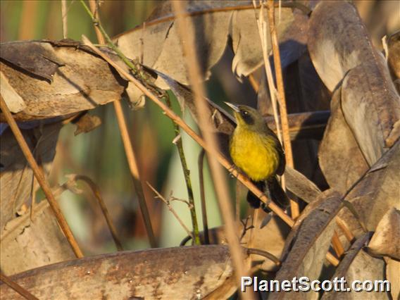 Unicolored Blackbird (Agelasticus cyanopus)