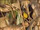 Unicolored Blackbird (Agelaius cyanopus) - Female