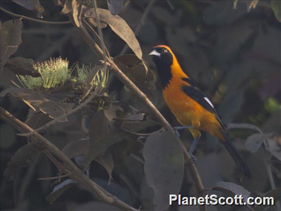 Orange-backed Troupial (Icterus croconotus)