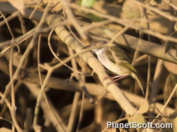 Pearly-vented Tody-Tyrant (Hemitriccus margaritaceiventer)