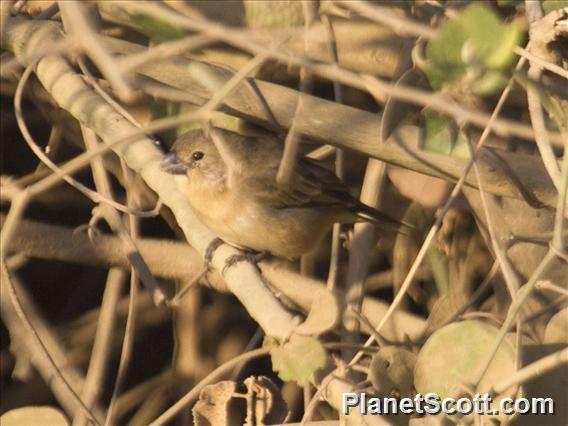 Rusty-collared Seedeater (Sporophila collaris)