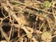 Rusty-collared Seedeater (Sporophila collaris)