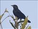 Unicolored Blackbird (Agelaius cyanopus) - Male