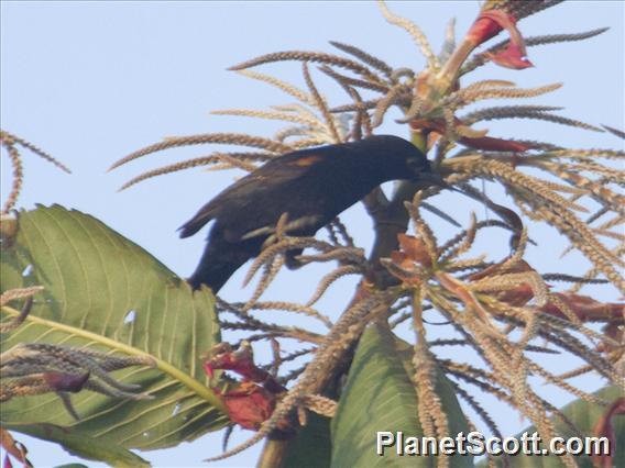 Variable Oriole (Icterus pyrrhopterus)