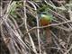 Rufous-tailed Jacamar (Galbula ruficauda)