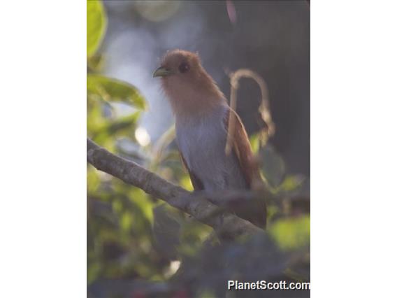 Little Cuckoo (Coccycua minuta)