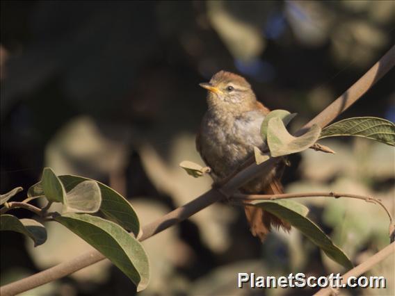 Rusty-backed Spinetail (Cranioleuca vulpina)