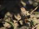 Rusty-backed Spinetail (Cranioleuca vulpina)