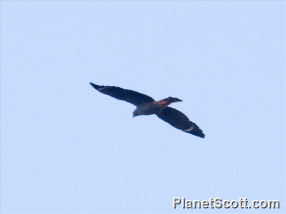 Crane Hawk (Geranospiza caerulescens)