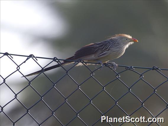 Guira Cuckoo (Guira guira)