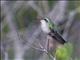 Glittering-bellied Emerald (Chlorostilbon lucidus) - Female