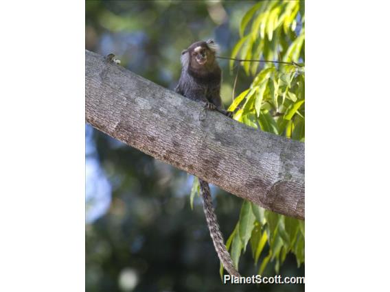 Common Marmoset (Callithrix jacchus)