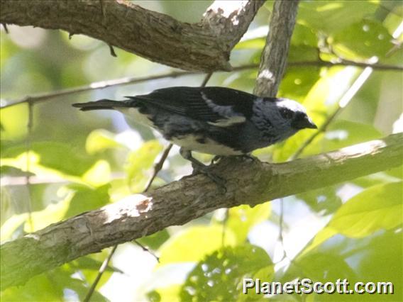 White-bellied Tanager (Tangara brasiliensis)