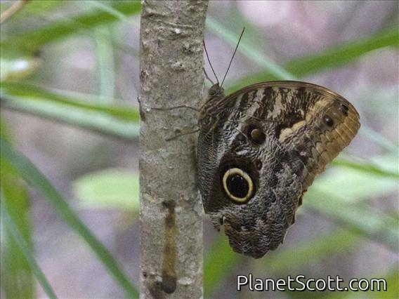 Teucer Owl-Butterfly (Caligo teucer)