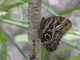 Teucer Owl-Butterfly (Caligo teucer)