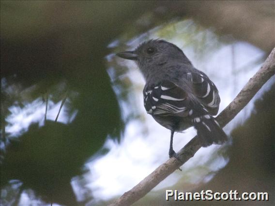 Planalto Slaty-Antshrike (Thamnophilus pelzelni)