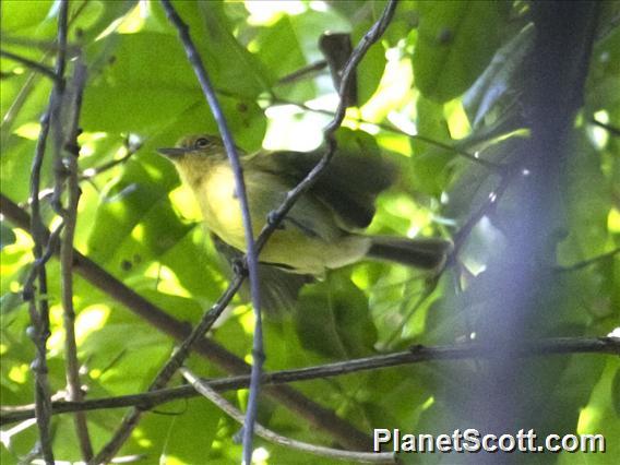 Yellow-breasted Flycatcher (Tolmomyias flaviventris)