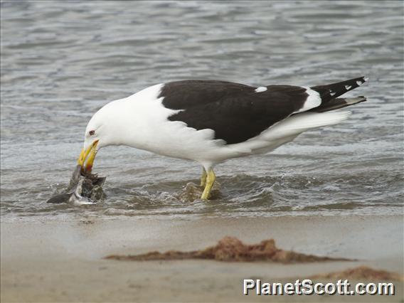 Kelp Gull (Larus dominicanus)