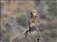 Bateleur (Terathopius ecaudatus) - Juvenile