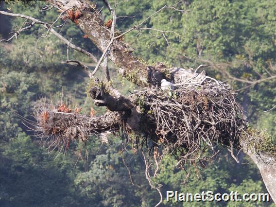 Crowned Hawk-Eagle (Stephanoaetus coronatus)