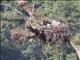 Crowned Hawk-Eagle (Stephanoaetus coronatus)