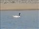 Black-necked Swan (Cygnus melancoryphus)