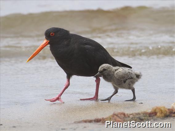 Variable Oystercatcher (Haematopus unicolor)