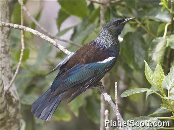 Tui (Prosthemadera novaeseelandiae)