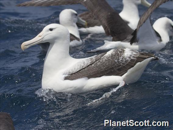 Southern Royal Albatross (Diomedea epomophora)