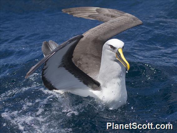 Buller's Albatross (Thalassarche bulleri)