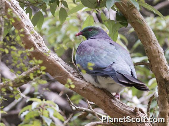 New Zealand Pigeon (Hemiphaga novaeseelandiae)