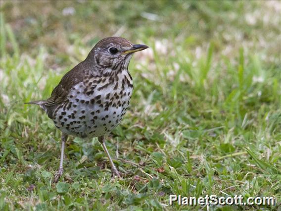 Song Thrush (Turdus philomelos)