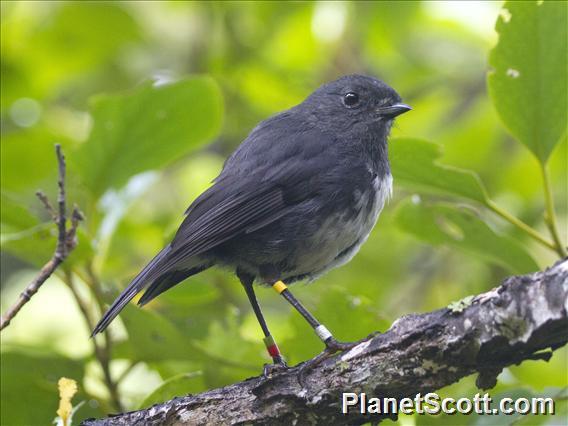 South Island Robin (Petroica australis)