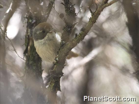 Pipipi (Mohoua novaeseelandiae)