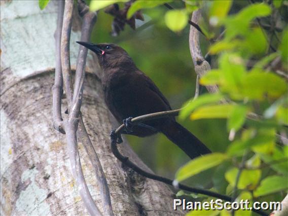 South Island Saddleback (Philesturnus carunculatus)