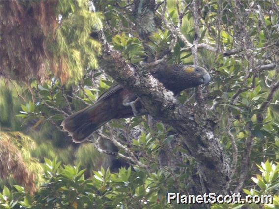 New Zealand Kaka (Nestor meridionalis)