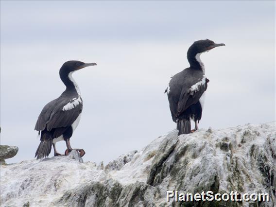 Stewart Island Shag (Leucocarbo chalconotus)