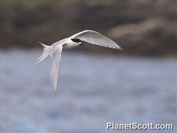 White-fronted Tern (Sterna striata)