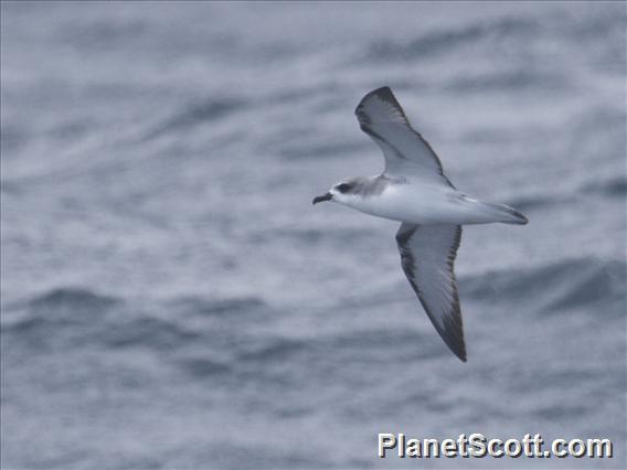 Cook's Petrel (Pterodroma cookii)